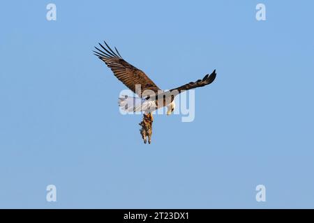 Ein Weißkopfadler mit einem frisch gefangenen Kaninchen in den Krallen schaut nach unten, um seine Beute zu suchen. Stockfoto