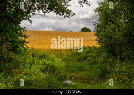 Blick auf Ackerland zwischen Great Bardfield und Finchingfield Essex Stockfoto