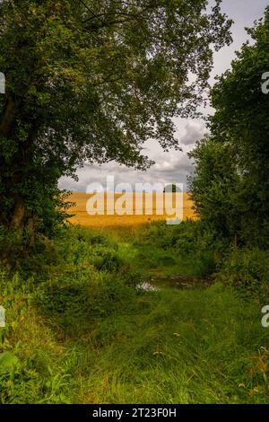 Blick auf Ackerland zwischen Great Bardfield und Finchingfield Essex Stockfoto