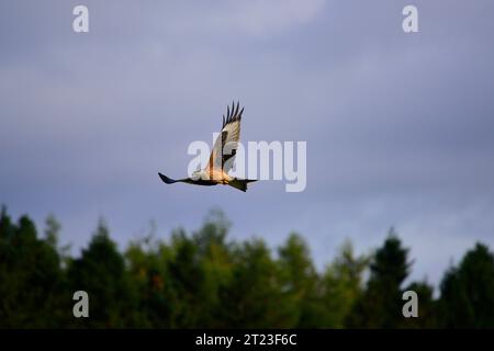 Rotmilan Milvus milvus Stockfoto