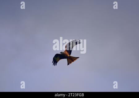 Rotmilan Milvus milvus Stockfoto