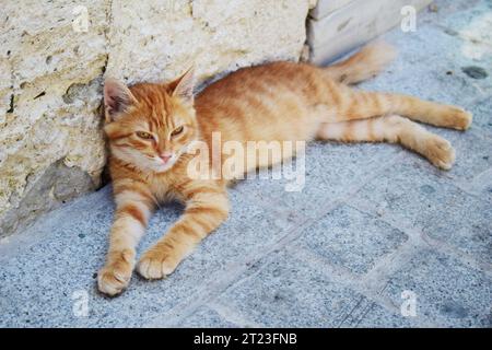 Verschlafene, faule, gelb-orange streunende Katze, die an einem heißen Sommertag in Istanbul, Türkei, auf der Straße liegt. Stockfoto