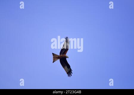 Rotmilan Milvus milvus Stockfoto