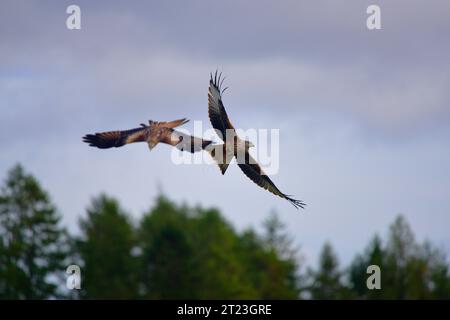 Rotmilan Milvus milvus Stockfoto