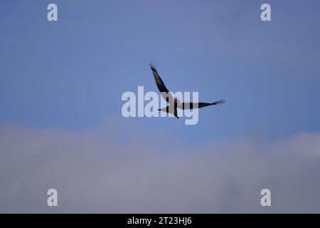 Rotmilan Milvus milvus Stockfoto