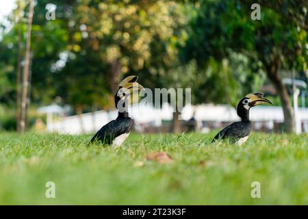 Ein Paar orientalischer Hornvögel findet sich auf dem Boden in einem Küstenpark in Singapur Stockfoto