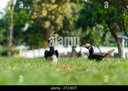 Ein Paar orientalischer Hornvögel findet sich auf dem Boden in einem Küstenpark in Singapur Stockfoto