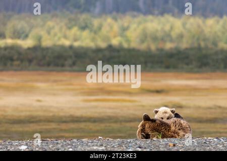 Mutter Grizzlybär, Ursus arctos horribilis und Jungtier, die am Flussufer spielen. Stockfoto