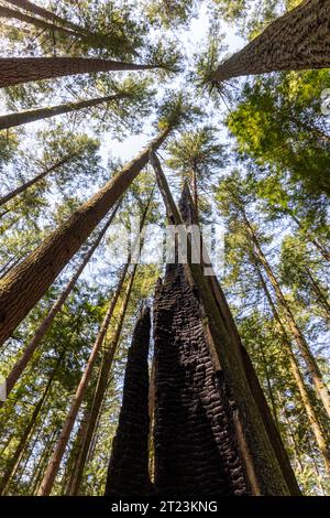 Überreste eines vom Blitz verbrannten Baumes inmitten lebender immergrüner Bäume mit Blick zum blauen Himmel im Pacific Spirit Park Forest in Vancouver, Kanada. Stockfoto