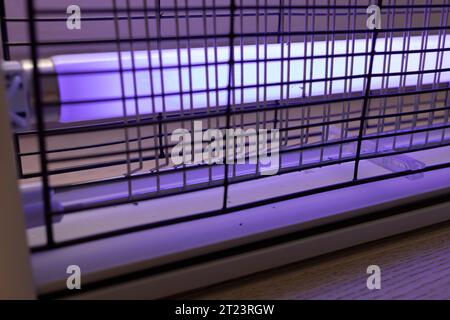 Elektromücke, Insektenzapper mit blauen Lila Lichtern und toten Fliegen. Insektenmörder Lampe auf Holzboden im Zimmer. Fliegenfalle für den Außenbereich und Stockfoto