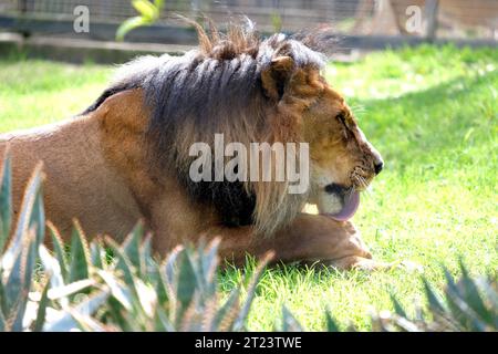 Afrikanischer Löwe Mutambi, der in der Sonne im Adelaide Zoo in Australien leckt Stockfoto