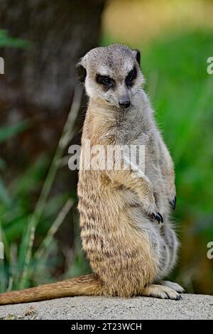 Erdmännchen alias Suricata suricatta im Wachdienst Stockfoto