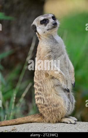 Erdmännchen alias Suricata suricatta im Wachdienst Stockfoto