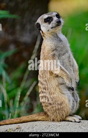 Erdmännchen alias Suricata suricatta im Wachdienst Stockfoto