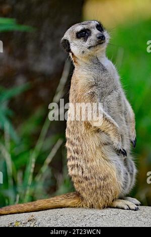 Erdmännchen alias Suricata suricatta im Wachdienst Stockfoto