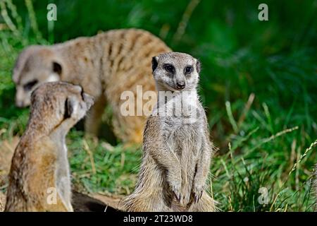 Erdmännchen alias Suricata suricatta im Wachdienst Stockfoto