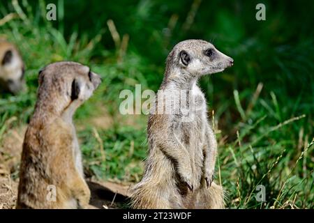 Erdmännchen alias Suricata suricatta im Wachdienst Stockfoto