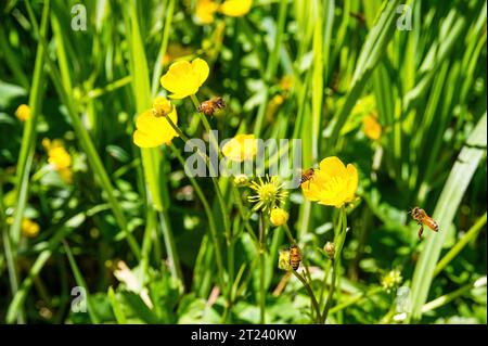 Honigbienen sammeln Pollen aus Wildblumen Stockfoto