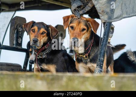 Zwei neuseeländische Schafhunde sitzen auf einem Bauernrad Stockfoto