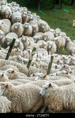 Schafe im Fahrerlager, Nordinsel Neuseeland Stockfoto