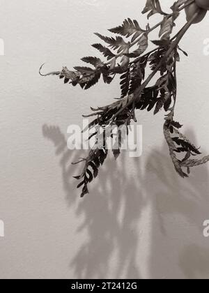 Blätter von Pflanzen und Blumen auf Wandhintergrund, neutrales Licht, Schwarzweiß-Nahaufnahme Stockfoto