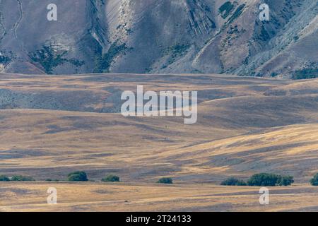 Tussock Plain, McKenzie District, Canterbury, South Island, Neuseeland Stockfoto