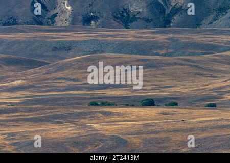 Tussock Plain, McKenzie District, Canterbury, South Island, Neuseeland Stockfoto