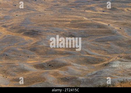 Tussock Plain, McKenzie District, Canterbury, South Island, Neuseeland Stockfoto