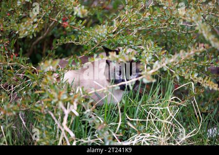 Blauäugige blonde Katze schaut hinter einem Busch raus Stockfoto