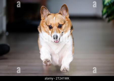 Tricolor Corgi läuft vor Freude Stockfoto