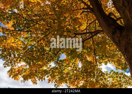 Blick aus dem niedrigen Winkel auf einen Zuckerhornbaum (Acer saccharum) mit leuchtenden orangefarbenen und gelben Herbstblättern, Hamilton, Ontario. Stockfoto