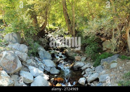 Ein schmaler Gebirgsbach fließt in einem schnellen Bach in einem Steinkanal durch einen dichten Wald an einem Herbstabend. AK-Karum Fluss, Altai, Sibirien, Russi Stockfoto