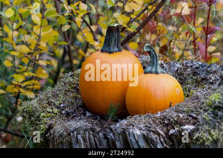 Zwei Kürbisse ruhen auf einem alten Stumpf mit bunten Herbstblättern im Hintergrund. Stockfoto