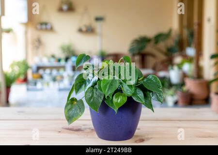 Philodendron Hederaceum grüne Blätter Pflanze in einem dekorativen Topf. Stockfoto