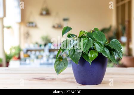 "Philodendron Hederaceum macht brasilianische grüne Blätter mit selektivem Fokus und verschwommenem Hintergrund Stockfoto