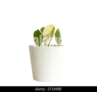 Monstera-Albo-Varietät mit Sonnenbrand-Blatt in einem weißen Keramiktopf isoliert auf weißem Hintergrund Stockfoto