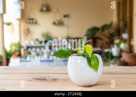 Philodendron brasilianische Tropenpflanze mit gelben Streifen in einem weißen Keramikkrug. Stockfoto