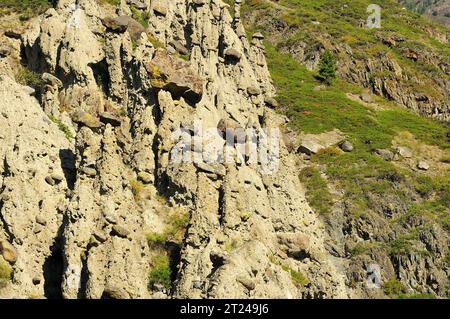 Ungewöhnliche Steinformationen aus Schichtsandstein am Hang eines hohen Berges an einem klaren Sommertag. Steinpilze, Altai, Sibirien, Russland. Stockfoto