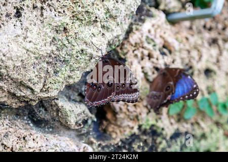 Morpho (Morpho peleides) Paarung. Schmetterlingsgarten in Kopenhagen Stockfoto