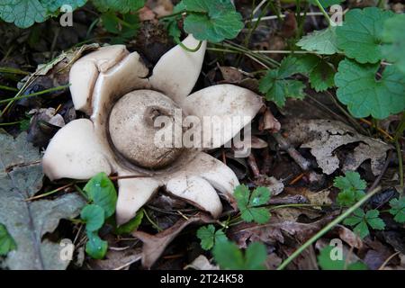 Nahaufnahme auf dem ungewöhnlich geformten Kragen, sauzerierten oder dreifachen Erdsternpilz, Geastrum Triplex auf dem Waldboden Stockfoto