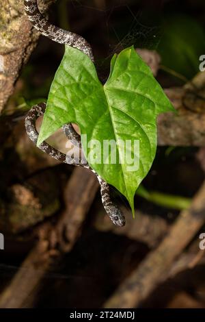 Nebelschlange (Sibon nebulatus), schöne kleine nicht giftige Schneckenfresser Schlange aus Mittelamerika, Tortuguero, Costa Rica Tierwelt Stockfoto