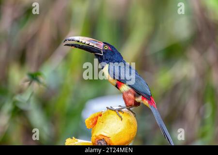 Aracari mit Kragen (Pteroglossus torquatus) ist ein fast passeriner Vogel aus der Tukanfamilie Ramphastidae. La Fortuna, Vulkan Arenal, Tierwelt und Vogelwat Stockfoto