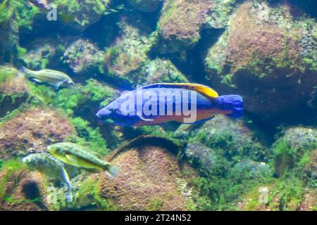 Cuckoo Wrasse - Labrus mixtus Stockfoto