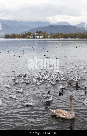 Wasservögel in Gmunden am Traunsee, Österreich, Europa Stockfoto