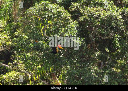 Ein Noppenhornschnabel (Rhyticeros cassidix) sucht auf einem Baum in einem Regenwaldgebiet nahe Mount Tangkoko und Duasudara (Dua Saudara) in Bitung, Nord-Sulawesi, Indonesien. Aufgrund seiner Abhängigkeit von Wäldern und bestimmten Arten von Bäumen ist der Nashornvogel vom Klimawandel bedroht. Es wirkt sich jedoch auch auf andere Wildtierarten aus. Ein kürzlich von einem Team von Wissenschaftlern unter der Leitung von Marine Joly in Bezug auf den Sulawesi-Schwarzkammermakaken (Macaca nigra) durchgeführter Bericht hat gezeigt, dass die Temperatur im Tangkoko-Wald tatsächlich steigt. Zwischen 2012 und 2020 stiegen die Temperaturen um bis zu 0,2 Grad an. Stockfoto