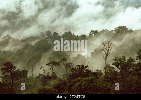 Blick auf eine Flachland-Regenwaldlandschaft in der Nähe von Mount Tangkoko und Duasudara (Dua Saudara) in Bitung, Nord-Sulawesi, Indonesien. Ein kürzlich von einem Team von Wissenschaftlern unter der Leitung von Marine Joly durchgeführter Bericht über den Sulawesi-Schwarzkammmakaken (Macaca nigra) hat gezeigt, dass die Temperatur im Tangkoko-Wald steigt und die Fruchtfülle insgesamt abnimmt. „Zwischen 2012 und 2020 stiegen die Temperaturen im Wald um bis zu 0,2 Grad Celsius pro Jahr an, und die Fruchtfülle insgesamt ging um 1 Prozent pro Jahr zurück“, schrieben sie im International Journal of Primatology. Stockfoto