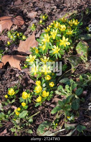 Winterakonit, Eranthis hyemalis, goldgelbe Blüten, mit charakteristischer grüner Rüsche, Anfang Februar. Stockfoto