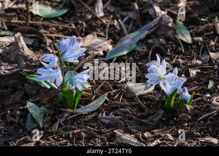 Scilla mischtschenkoana Tubergeniana, mehrjährige Stauden, blassblaue Blüten im Spätwinter/frühen Frühling Stockfoto
