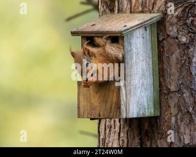 Entzückendes und lustiges, kleines schottisches Eichhörnchen, das eine Erdnuss isst und in einer Futterbox auf einem Baum im Wald sitzt Stockfoto