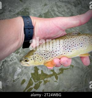 Bachforelle, die auf einer Fliege im San River gefangen wurde. Stockfoto